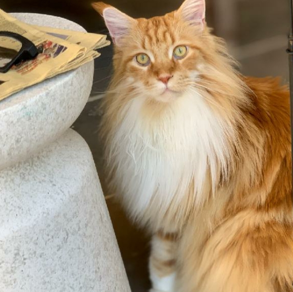 Naps are good! π¦ Foxy knows best π¦ - Picture 6 of 16